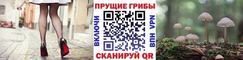 Галлюциногенные грибы Psilocybine cubensis  МЕГА ссылка  Ермолино 